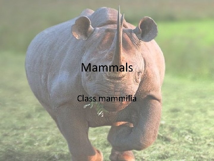 Mammals Class mammilia 