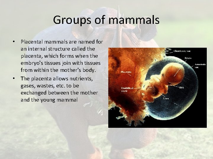 Groups of mammals • Placental mammals are named for an internal structure called the