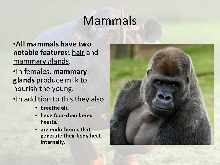 Mammals • All mammals have two notable features: hair and mammary glands. • In