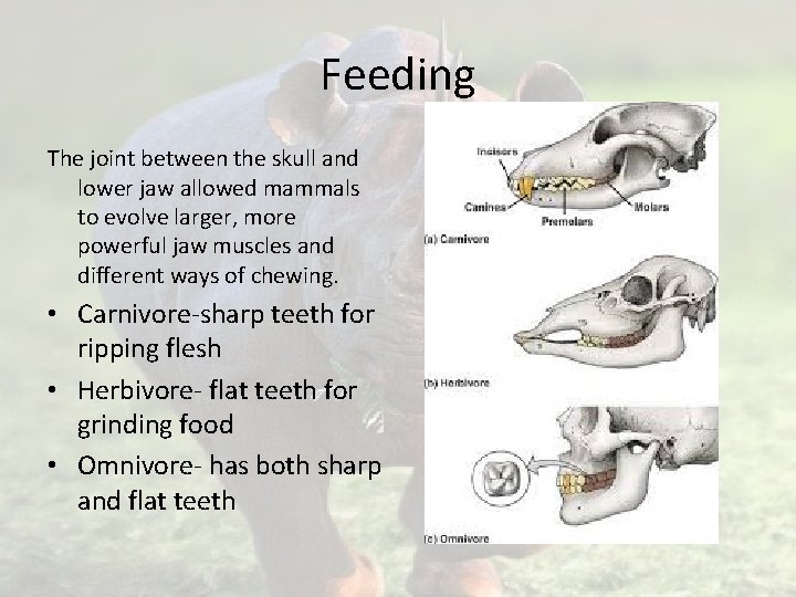 Feeding The joint between the skull and lower jaw allowed mammals to evolve larger,