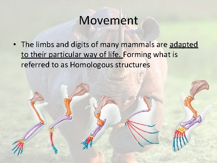 Movement • The limbs and digits of many mammals are adapted to their particular