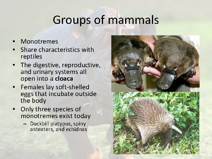 Groups of mammals • Monotremes • Share characteristics with reptiles • The digestive, reproductive,