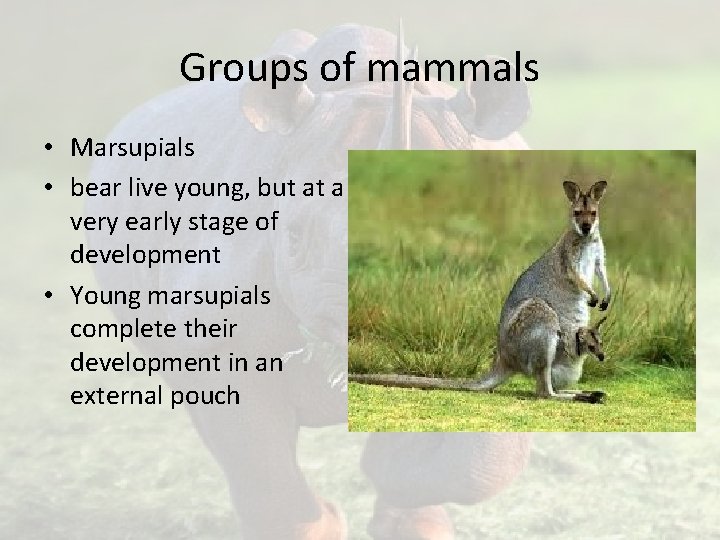 Groups of mammals • Marsupials • bear live young, but at a very early