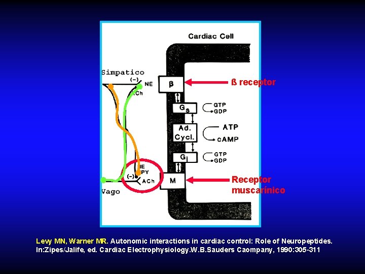 ß receptor Receptor muscarínico Levy MN, Warner MR. Autonomic interactions in cardiac control: Role