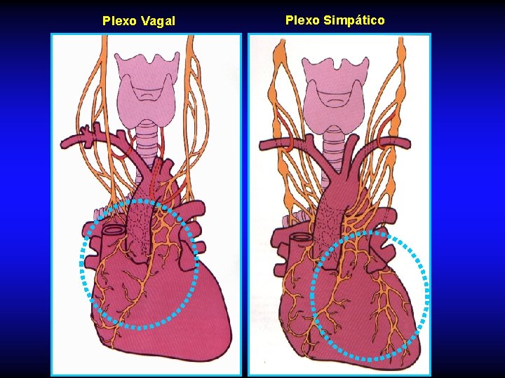 Plexo Vagal Plexo Simpático 