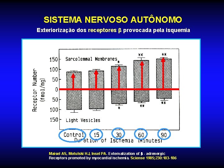 SISTEMA NERVOSO AUTÔNOMO Exteriorização dos receptores β provocada pela isquemia Maisel AS, Motulski HJ, SISTEMA NERVOSO AUTÔNOMO Exteriorização dos receptores β provocada pela isquemia Maisel AS, Motulski HJ,