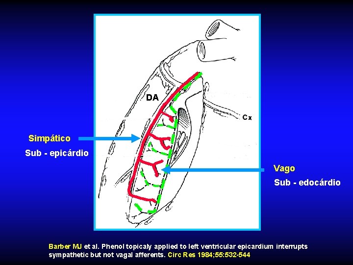 DA Simpático Sub - epicárdio Vago Sub - edocárdio Barber MJ et al. Phenol