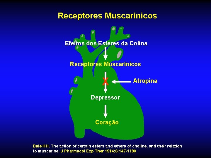 Receptores Muscarínicos Efeitos dos Esteres da Colina Receptores Muscarínicos X Atropina Depressor Coração Dale