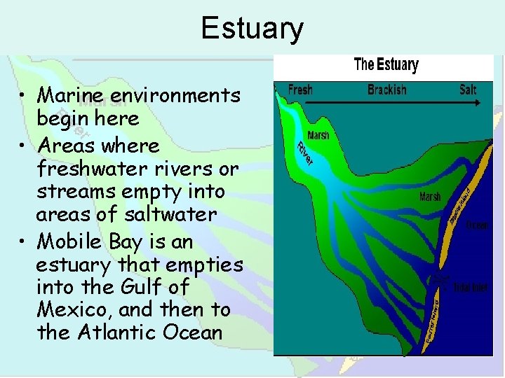 Estuary • Marine environments begin here • Areas where freshwater rivers or streams empty