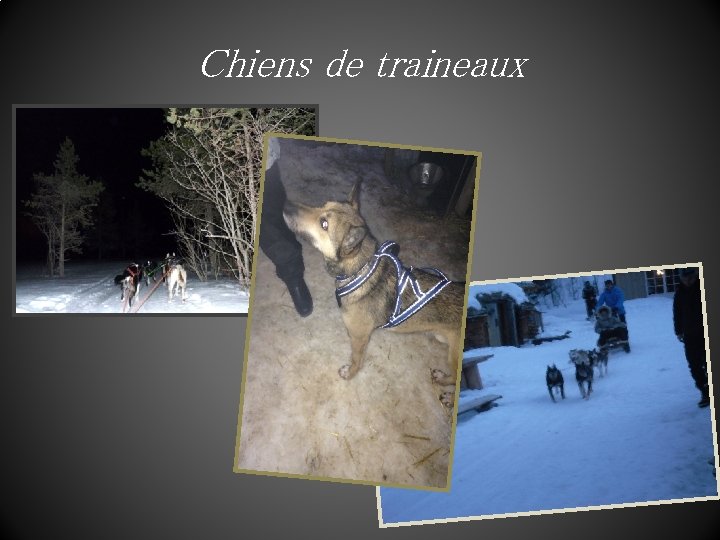 Chiens de traineaux 