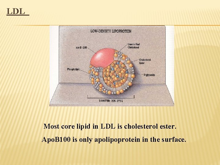LDL Most core lipid in LDL is cholesterol ester. Apo. B 100 is only