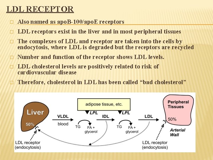 LDL RECEPTOR � Also named as apo. B-100/apo. E receptors � LDL receptors exist