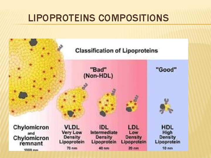 LIPOPROTEINS COMPOSITIONS 
