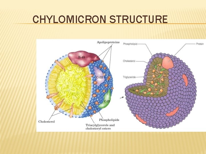 CHYLOMICRON STRUCTURE 