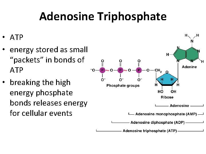 Adenosine Triphosphate • ATP • energy stored as small “packets” in bonds of ATP