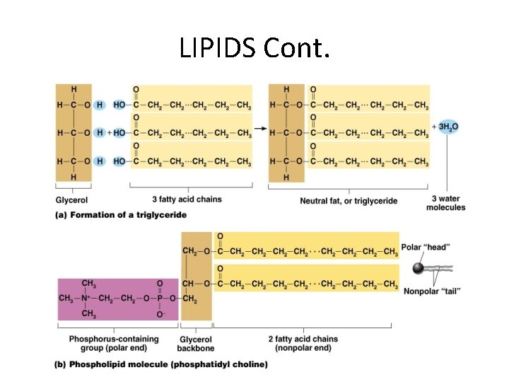 LIPIDS Cont. 