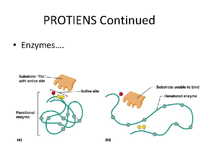 PROTIENS Continued • Enzymes…. 