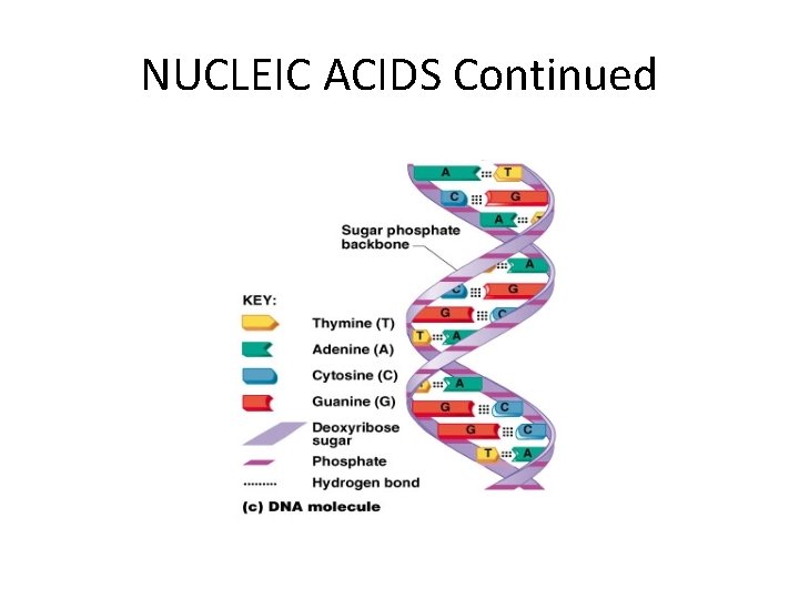 NUCLEIC ACIDS Continued NUCLEIC ACIDS Continued