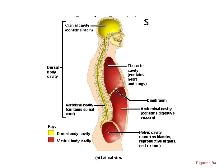 Body Cavities Cranial cavity (contains brain) Thoracic cavity (contains heart and lungs) Dorsal body Body Cavities Cranial cavity (contains brain) Thoracic cavity (contains heart and lungs) Dorsal body