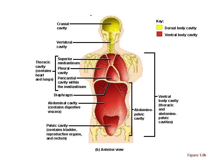 Cranial cavity Body Cavities Key: Dorsal body cavity Ventral body cavity Vertebral cavity Thoracic