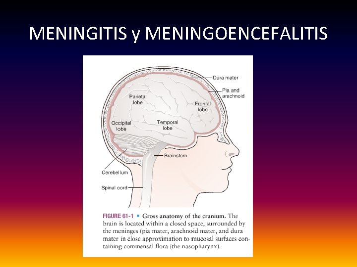 MENINGITIS y MENINGOENCEFALITIS 