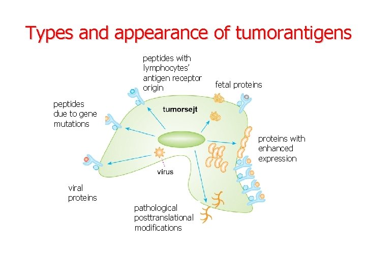 Types and appearance of tumorantigens peptides with lymphocytes’ antigen receptor origin fetal proteins peptides