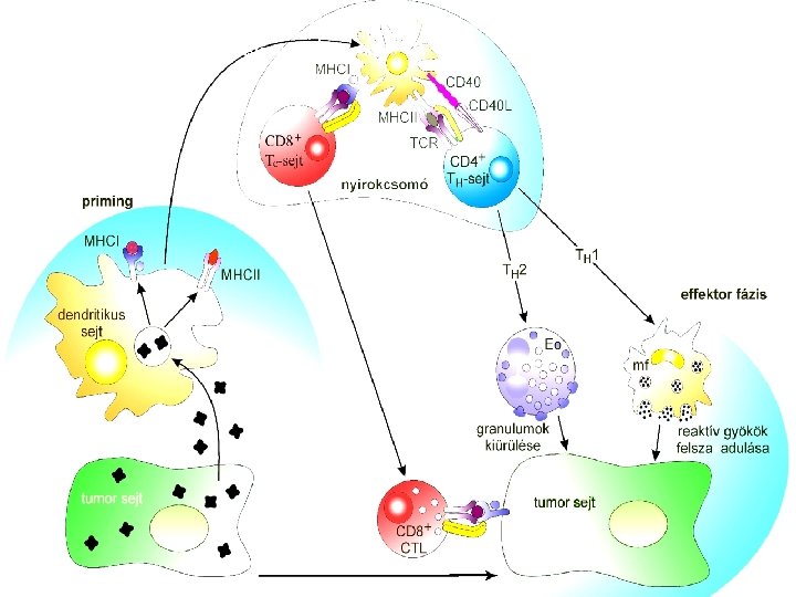 Specific molecular pathways (subway lines) are responsible for programming malignant transformation behaviours 