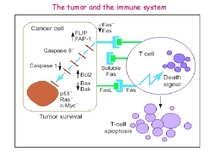 The tumor and the immune system 