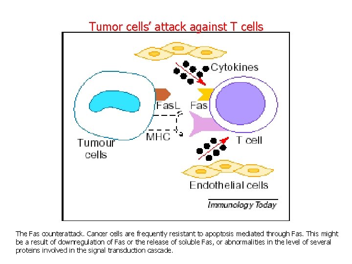 Tumor cells’ attack against T cells The Fas counterattack. Cancer cells are frequently resistant