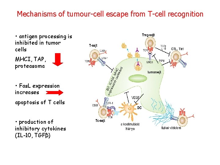 Mechanisms of tumour-cell escape from T-cell recognition • antigen processing is inhibited in tumor