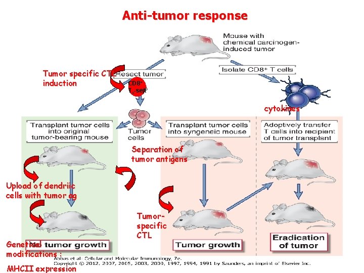 Anti-tumor response Tumor specific CTL induction CD 8+ Tc-sejt cytokines Separation of tumor antigens