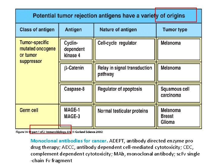 Monoclonal antibodies for cancer. ADEPT, antibody directed enzyme pro drug therapy; ADCC, antibody dependent