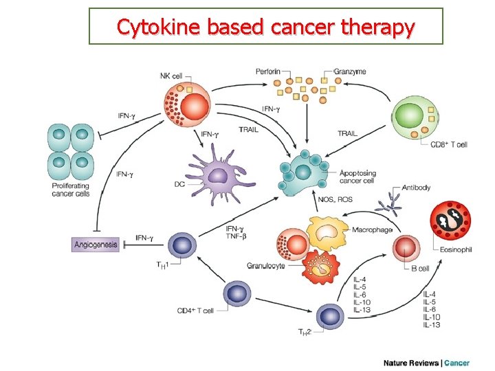 Cytokine based cancer therapy 