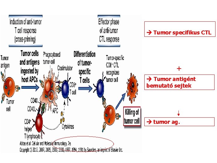  Tumor specifikus CTL + Tumor antigént bemutató sejtek tumor ag. 