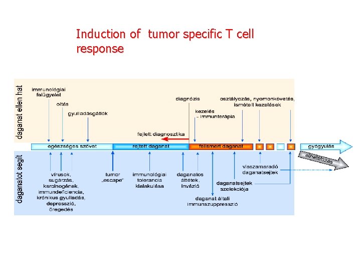 Induction of tumor specific T cell response 