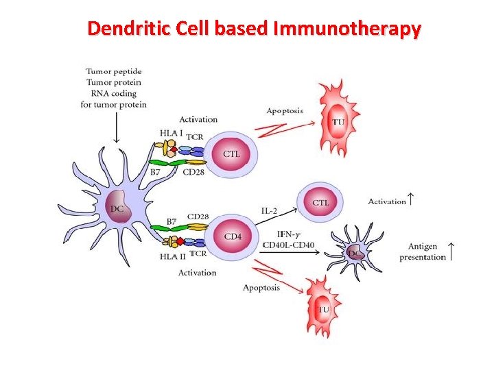 Dendritic Cell based Immunotherapy 