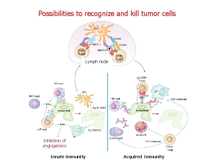 Possibilities to recognize and kill tumor cells Lymph node Inhibition of angiogenesis Innate immunity