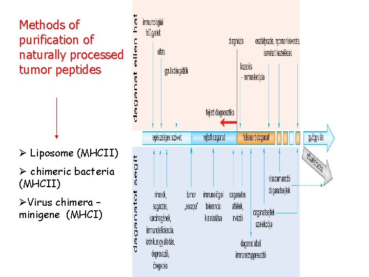 Methods of purification of naturally processed tumor peptides Ø Liposome (MHCII) Ø chimeric bacteria