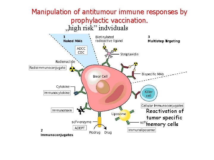 Manipulation of antitumour immune responses by prophylactic vaccination. „high risk” indviduals Reactivation of tumor