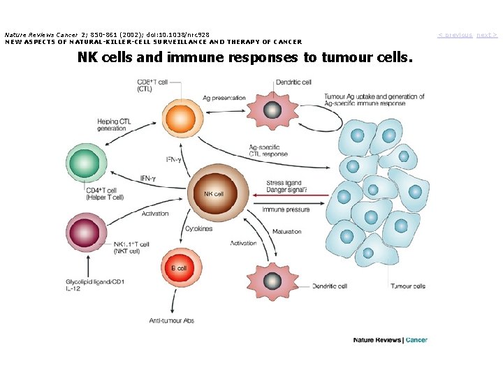 Nature Reviews Cancer 2; 850 -861 (2002); doi: 10. 1038/nrc 928 NEW ASPECTS OF