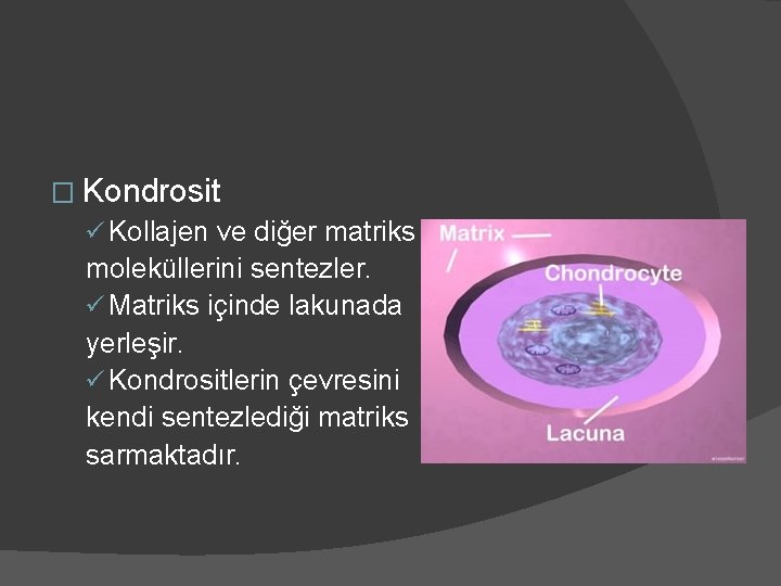 � Kondrosit ü Kollajen ve diğer matriks moleküllerini sentezler. ü Matriks içinde lakunada yerleşir.