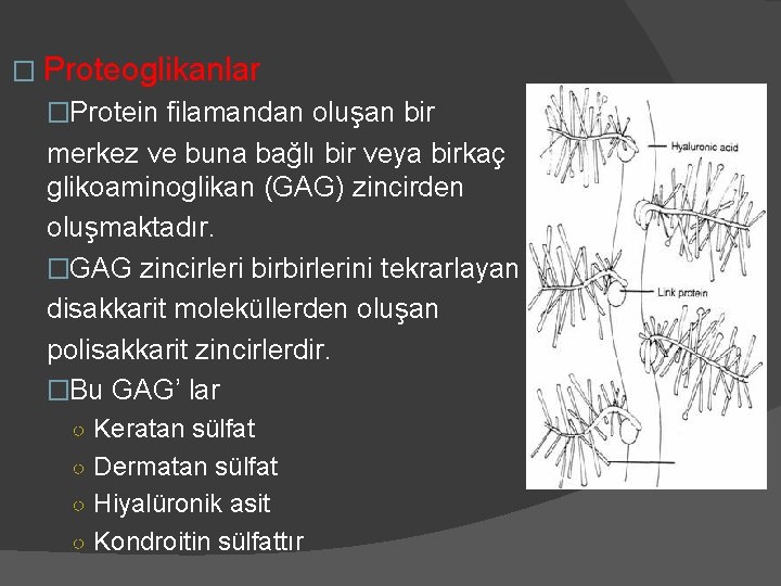 � Proteoglikanlar �Protein filamandan oluşan bir merkez ve buna bağlı bir veya birkaç glikoaminoglikan