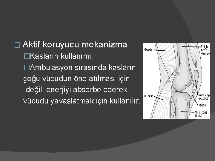 � Aktif koruyucu mekanizma �Kasların kullanımı �Ambulasyon sırasında kasların çoğu vücudun öne atılması için