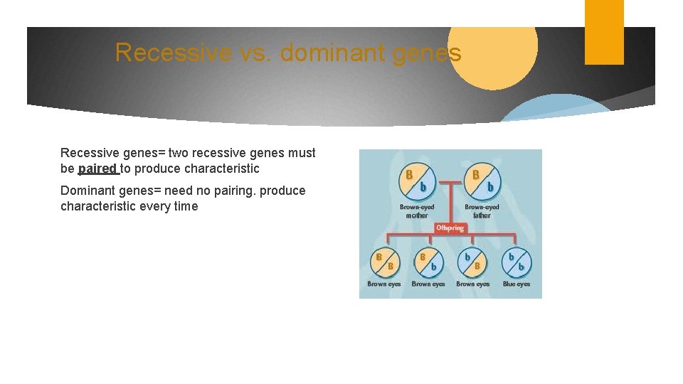 Recessive vs. dominant genes Recessive genes= two recessive genes must be paired to produce