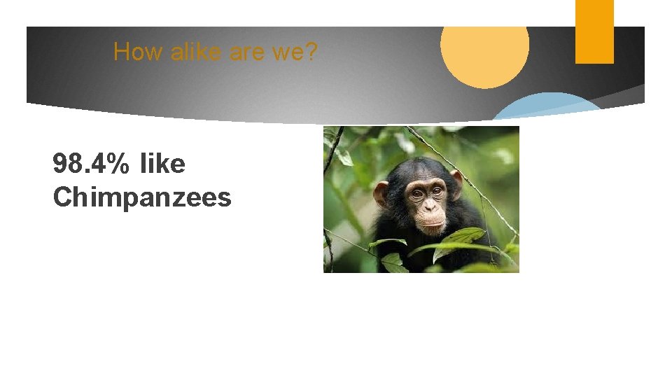How alike are we? 98. 4% like Chimpanzees 