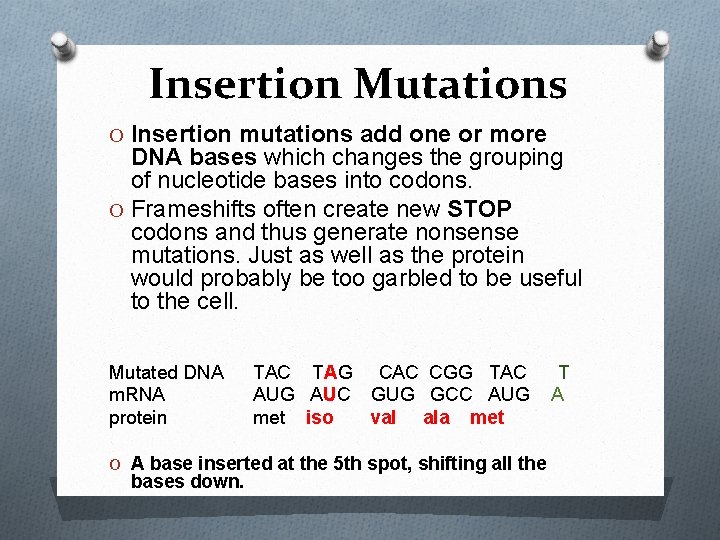 Insertion Mutations O Insertion mutations add one or more DNA bases which changes the