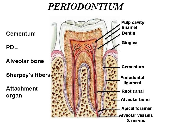 PERIODONTIUM Cementum PDL Pulp cavity Enamel Dentin Gingiva Alveolar bone Cementum Sharpey's fibers Attachment PERIODONTIUM Cementum PDL Pulp cavity Enamel Dentin Gingiva Alveolar bone Cementum Sharpey's fibers Attachment