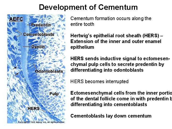 Development of Cementum formation occurs along the entire tooth Hertwig’s epithelial root sheath (HERS) Development of Cementum formation occurs along the entire tooth Hertwig’s epithelial root sheath (HERS)