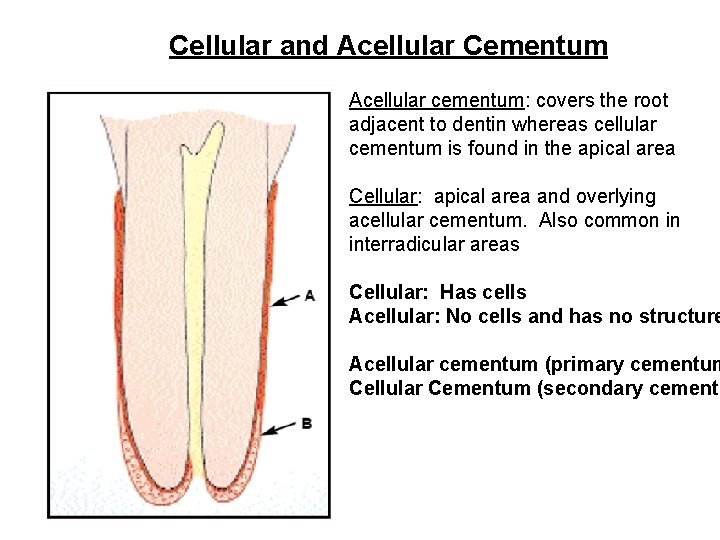 Cellular and Acellular Cementum Acellular cementum: covers the root adjacent to dentin whereas cellular Cellular and Acellular Cementum Acellular cementum: covers the root adjacent to dentin whereas cellular