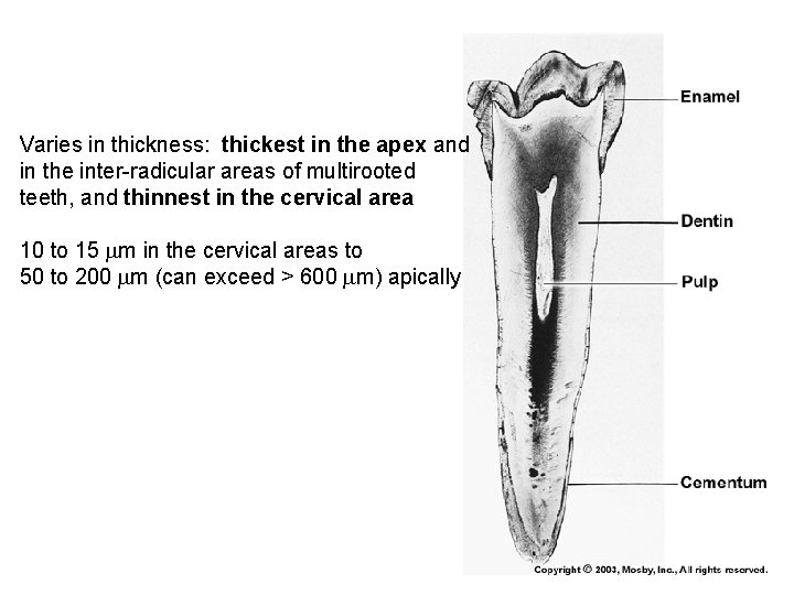 Varies in thickness: thickest in the apex and in the inter-radicular areas of multirooted Varies in thickness: thickest in the apex and in the inter-radicular areas of multirooted
